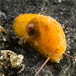 Stomatella sp. C